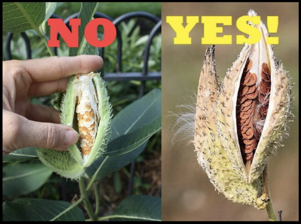 What To Do With Milkweed Seeds