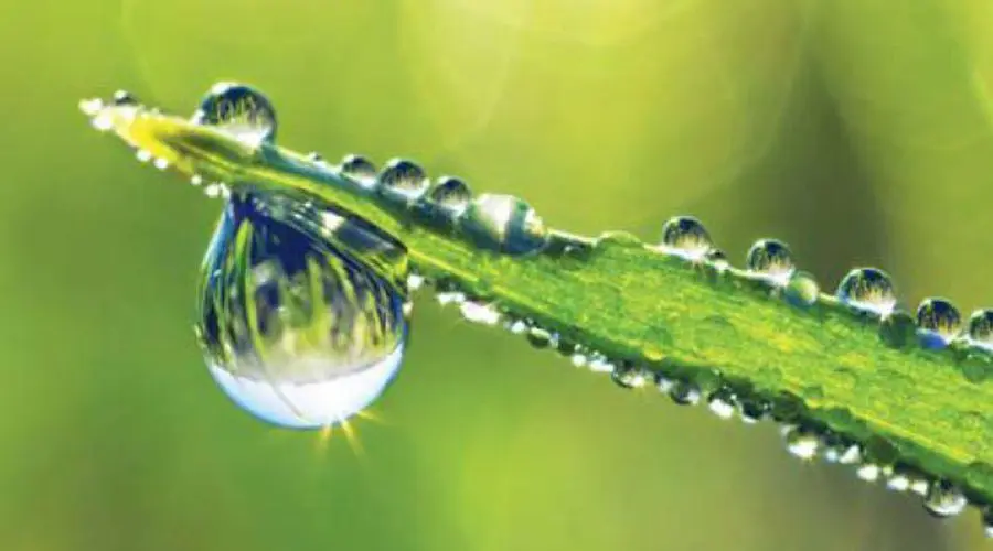 A dew drop on the end of a leaf