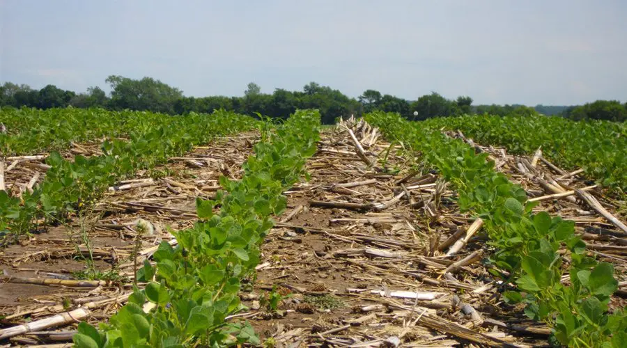 A field with many rows of green plants.