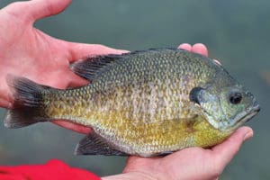 bluegill-300x200